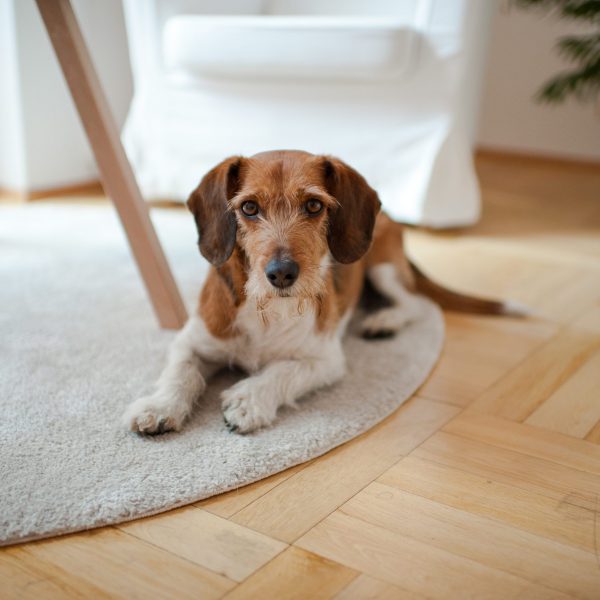 Bürohund Jeff